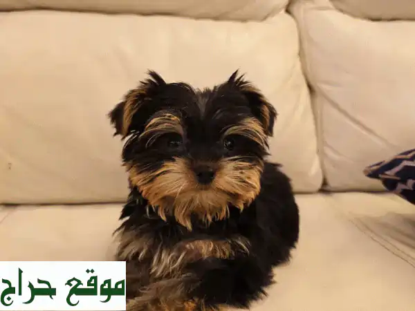 رفيقك المثالي بانتظارك! 🐾 كلاب يوركي، بودل، مالتيبو، بوميرانيان، شيتزو للبيع - مع جواز سفر وجاهزة لملء حياتك بالحب! (يبدأ من 50 د.ب) 2