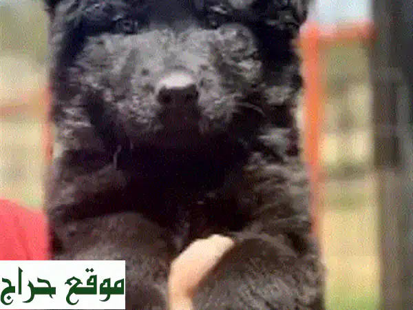 كلاب رويال بلاك فاخرة للبيع | جراء سوداء ملكية (ذكور وإناث) بجودة لا تُضاهى 4