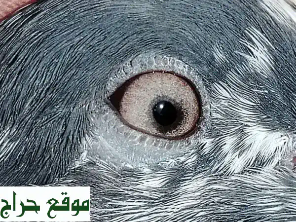 حمام باكستاني وشبرا فاخر للبيع: ذكور وإناث بـ 20 ريال فقط! 3