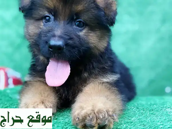 رفيقك المثالي بانتظارك! 🐾 كلاب يوركي، بودل، مالتيبو، بوميرانيان، شيتزو للبيع - مع جواز سفر وجاهزة لملء حياتك بالحب! (يبدأ من 50 د.ب) 3