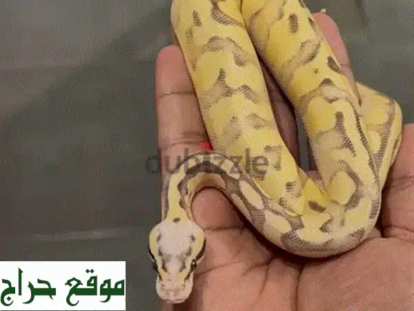 اكتشف عالم البايثون الفاتن: ثعابين صحية، متنوعة، جاهزة لبيتك! 4