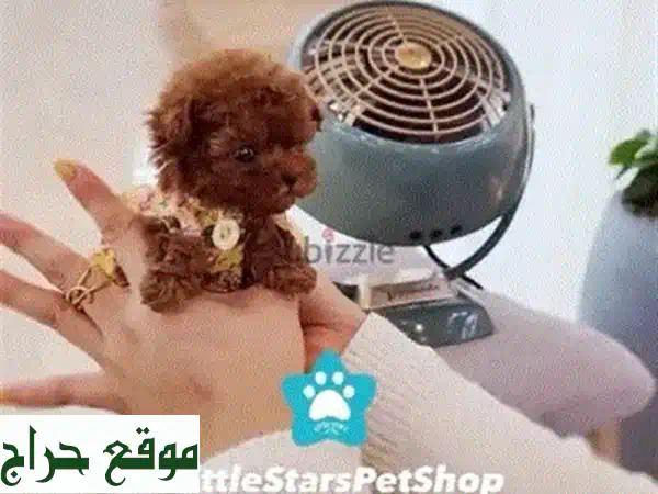 جرو توي بودل أحمر بني مستورد: رفيقك المثالي بجودة عالمية وتوصيل مريح! 4
