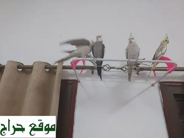 اقتنِ السعادة: زوج كوكاتيل أليف ومُدرب للبيع! 🦜 | فرصة لا تُعوّض 2