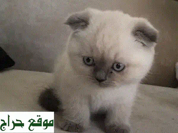 تبنَّى الجمال والدفء: قطط سكوتش فولد أصلية للبيع (ذكور وإناث بوجه القمر) 3