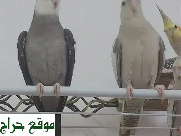 اقتنِ السعادة: زوج كوكاتيل أليف ومُدرب للبيع! 🦜 | فرصة لا تُعوّض 3