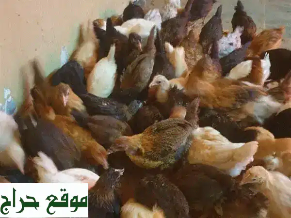 فرصة لا تعوض: دجاج دوجان هجين (عماني فرنسي) بعمر 3 شهور - جاهز لرمضان والتربية! 2