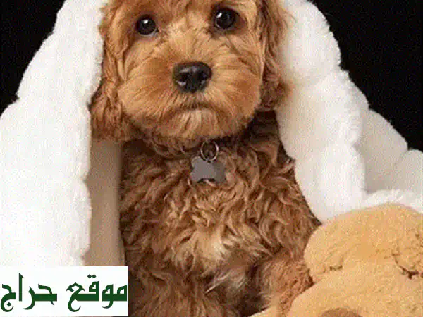 جرو توي بودل أحمر بني مستورد: رفيقك المثالي بجودة عالمية وتوصيل مريح! 2