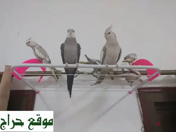 اقتنِ السعادة: زوج كوكاتيل أليف ومُدرب للبيع! 🦜 | فرصة لا تُعوّض 4