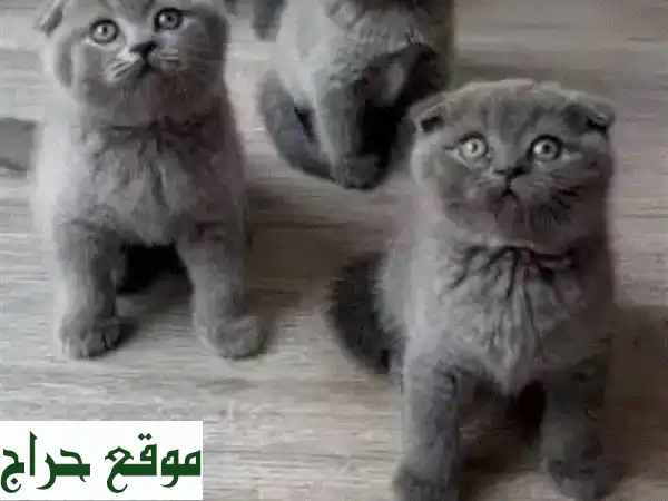 تبنَّى الجمال والدفء: قطط سكوتش فولد أصلية للبيع (ذكور وإناث بوجه القمر) 2