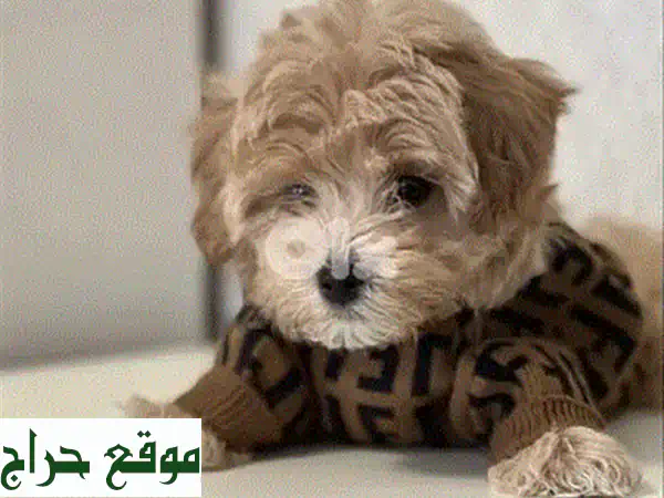 جرو توي بودل أحمر بني مستورد: رفيقك المثالي بجودة عالمية وتوصيل مريح! 3