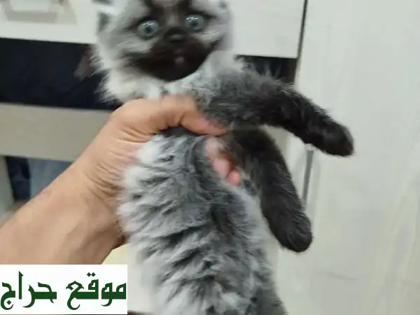 فرصة لا تعوض: قطان شيرازي أصيلان للبيع (عمر 3 شهور) - لعوبان ونظيفان بسعر 100 فقط! 4