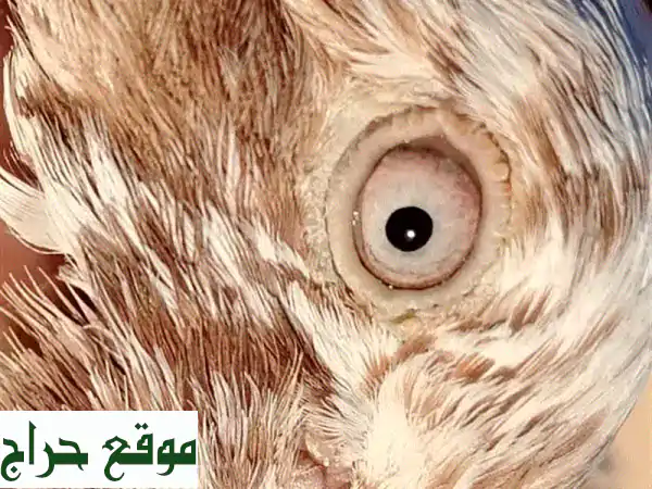 ✨ فرصة ذهبية: زوج حمام باكستاني لاكا فاخر للبيع بسعر لا يُصدق 🕊️ 15 ريال فقط! 3