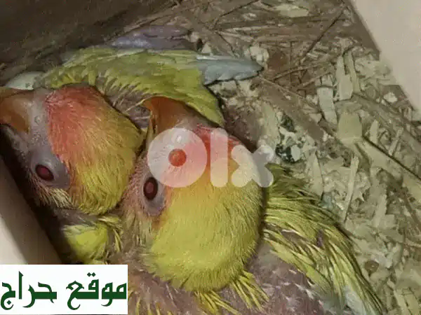 فراخ تزقيم 4