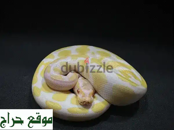 ثعبان بول بايثن طفرات نادرة للبيع! ألوان مذهلة وشخصية فريدة - فقط 260 ريال OMR 3