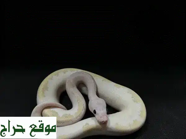 ثعبان بول بايثن طفرات نادرة للبيع! ألوان مذهلة وشخصية فريدة - فقط 260 ريال OMR 4