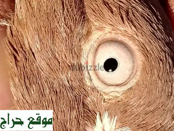 ✨ فرصة ذهبية: زوج حمام باكستاني لاكا فاخر للبيع بسعر لا يُصدق 🕊️ 15 ريال فقط! 2