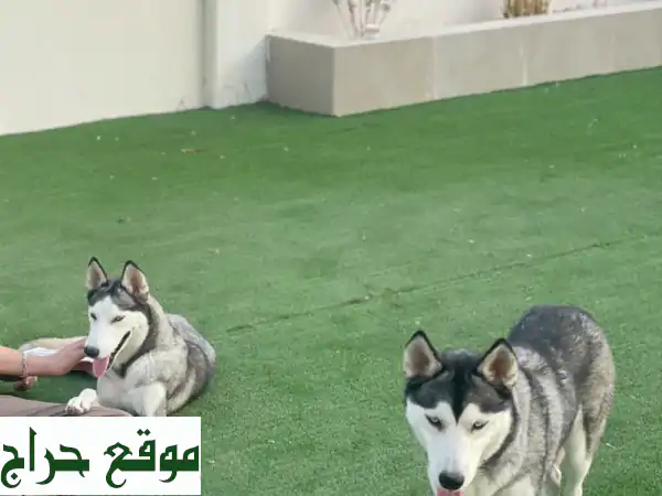 هاسكي سيبراني بيور للبيع في أبوظبي: ذكور وإناث ساحرة بانتظارك! 3