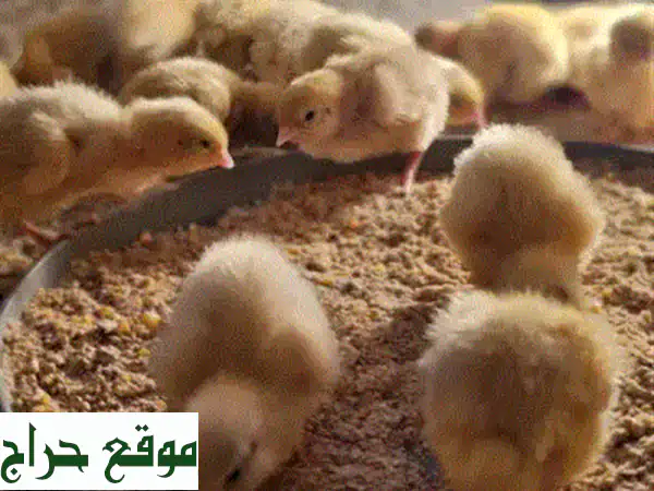 فرصة نادرة: حمام باكستاني مقاتل أصيل للبيع - آخر 3 طيور! (2 د.ب وقابل للمبادلة) 3