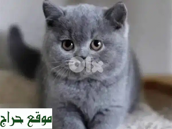 فرصة لا تُعوَّض! قطط بريتش شورتهير أصيلة للبيع - ذكور وإناث مذهلة | وجه قمري، مدربة وجاهزة للتسليم! 2