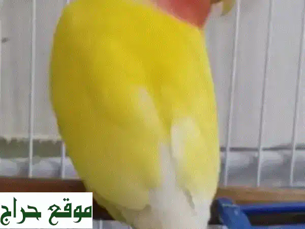 فراخ تزقيم 2