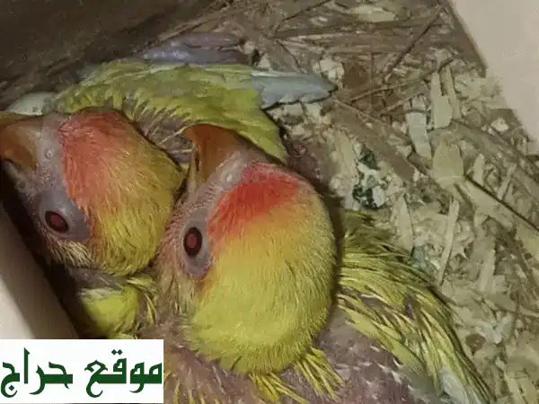 فراخ تزقيم 3