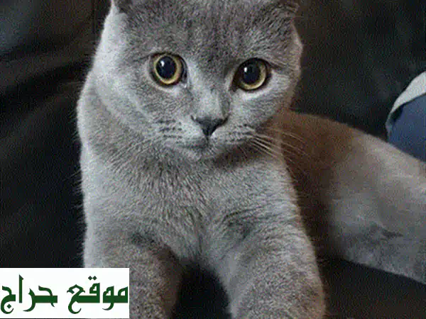 فرصة لا تُعوَّض! قطط بريتش شورتهير أصيلة للبيع - ذكور وإناث مذهلة | وجه قمري، مدربة وجاهزة للتسليم! 4