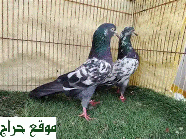 ✨ فرصة ذهبية: زوج حمام باكستاني لاكا فاخر للبيع بسعر لا يُصدق 🕊️ 15 ريال فقط! 4