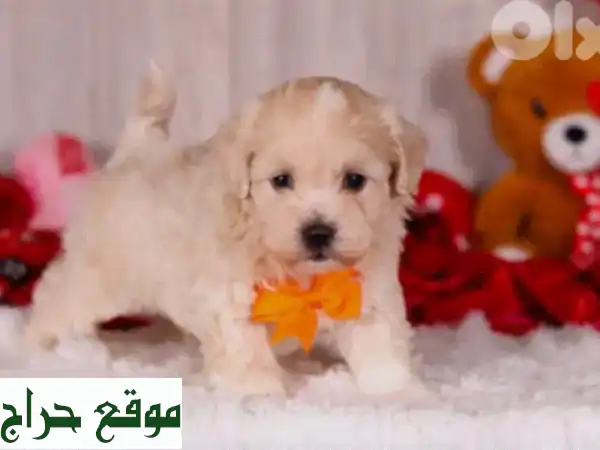 ✨ جراء مالتيبو فاخرة للبيع ✨ (ذكور وإناث) – رفيقك المثالي ينتظرك! (مطعمين وجاهزين) 2