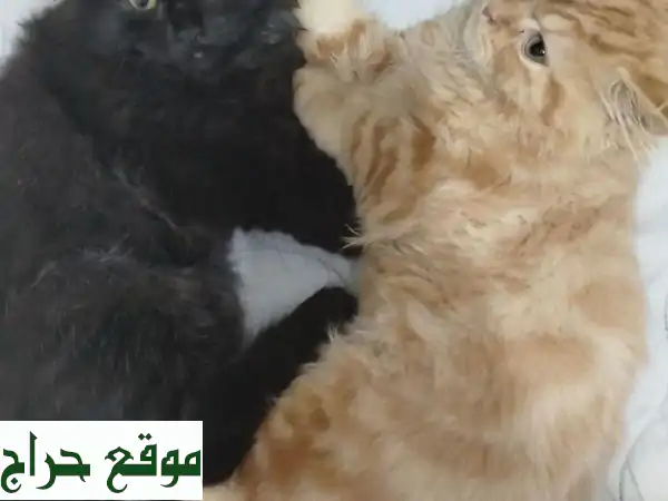 فرصة لا تعوض: قطان شيرازي أصيلان للبيع (عمر 3 شهور) - لعوبان ونظيفان بسعر 100 فقط! 2