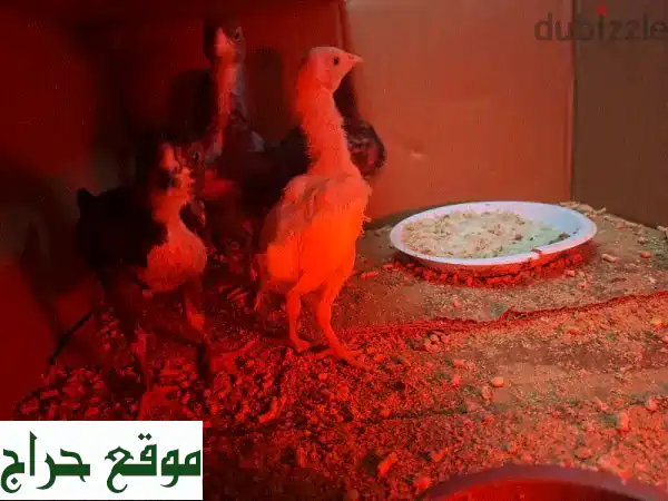 فرصة نادرة: حمام باكستاني مقاتل أصيل للبيع - آخر 3 طيور! (2 د.ب وقابل للمبادلة) 2