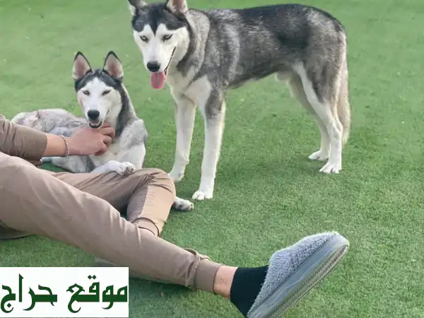 هاسكي سيبراني بيور للبيع في أبوظبي: ذكور وإناث ساحرة بانتظارك! 2