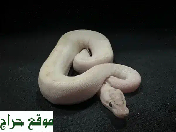 ثعبان بول بايثن طفرات نادرة للبيع! ألوان مذهلة وشخصية فريدة - فقط 260 ريال OMR 2