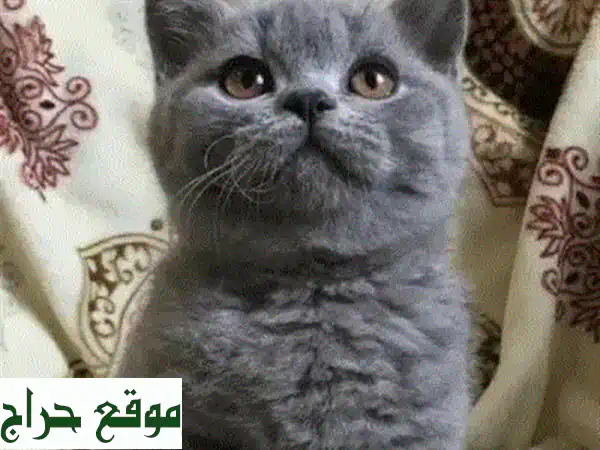 فرصة لا تُعوَّض! قطط بريتش شورتهير أصيلة للبيع - ذكور وإناث مذهلة | وجه قمري، مدربة وجاهزة للتسليم! 3