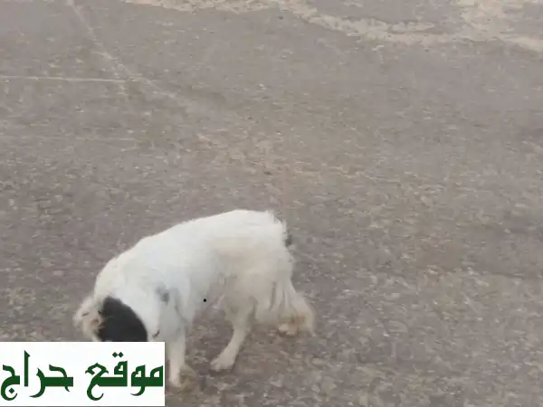 كلب أليف لعوب للبيع بالخبر | جروك السعيد بانتظارك في المنطقة الشرقية! 2