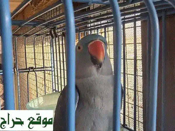 فرصة ذهبية: 🕊️ زوج حمام منتج بألوان فاتنة وجاهز للإنتاج الفوري! بسعر 125 د.ك فقط! 2