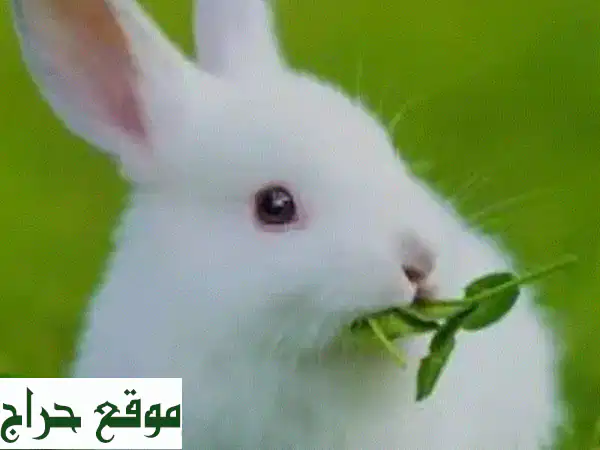 أرانب صغيرة للبيع 🐰 بـ 15$ فقط! رفيقك اللطيف ينتظرك | حيوانات أليفة مميزة 4