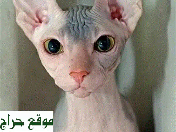 قطة سفنكس صغيرة مستوردة نادرة للبيع – رفيقك الودود بجمال فريد وصحة موثقة!