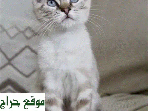 قطة سفنكس صغيرة مستوردة نادرة للبيع – رفيقك الودود بجمال فريد وصحة موثقة! 4