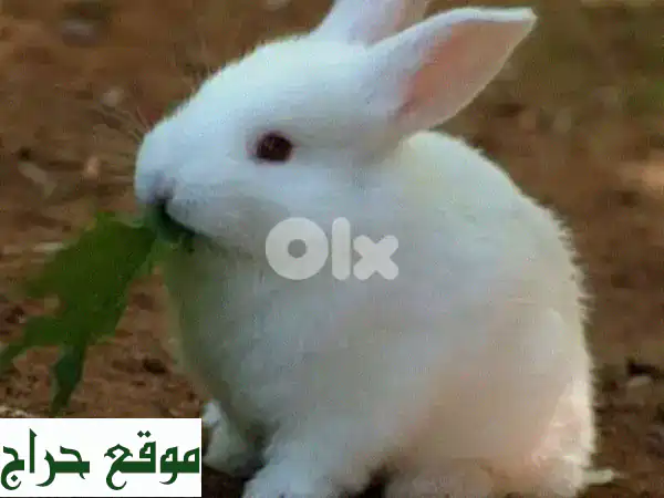 أرانب صغيرة للبيع 🐰 بـ 15$ فقط! رفيقك اللطيف ينتظرك | حيوانات أليفة مميزة 2