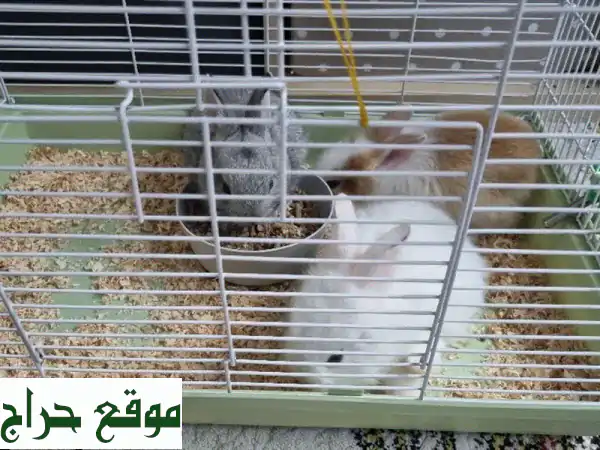فرصة لا تفوت! 3 أرانب أليفة للبيع مع قفص وأكل بـ 120 درهم فقط! 2