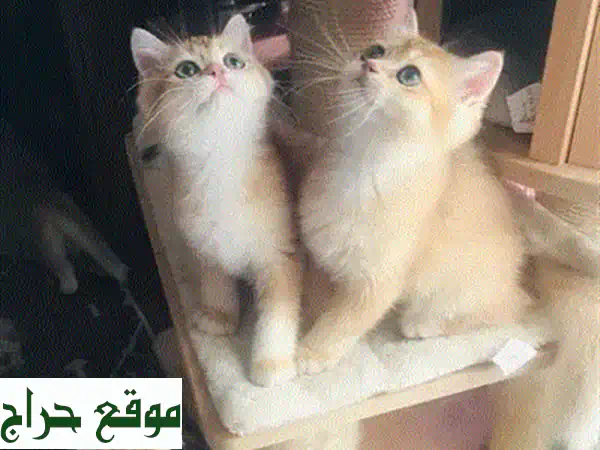 قطة سفنكس صغيرة مستوردة نادرة للبيع – رفيقك الودود بجمال فريد وصحة موثقة! 2