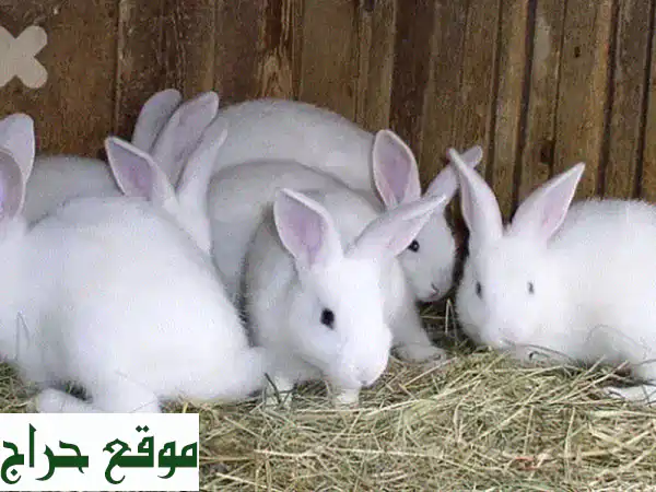أرانب صغيرة للبيع 🐰 بـ 15$ فقط! رفيقك اللطيف ينتظرك | حيوانات أليفة مميزة 3