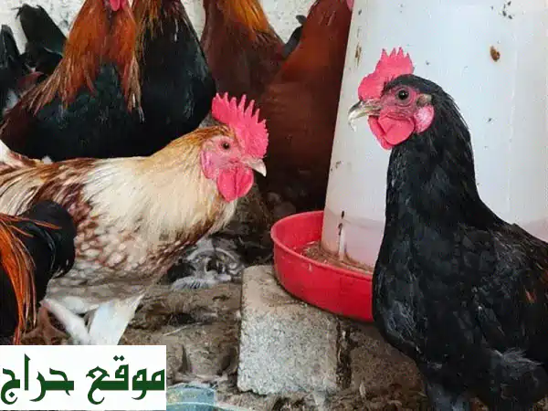أفضل دجاج للبيع 🐔 طازج وصحي مباشرة من مزرعتنا - جودة لا تُضاهى! 4