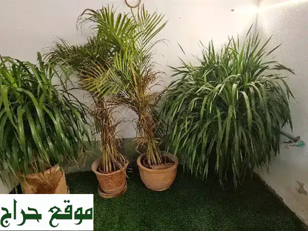 زريعة خضروات جاهزة: 500 شتلة كبيرة لإنتاج وفير في حديقتك!