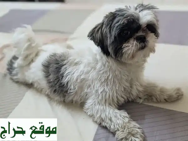 فرصة ذهبية للتبني: كلبة شي تزو أنثى ودودة ومحبة | عمر سنة ونصف | رفيقة العمر المثالية! 4