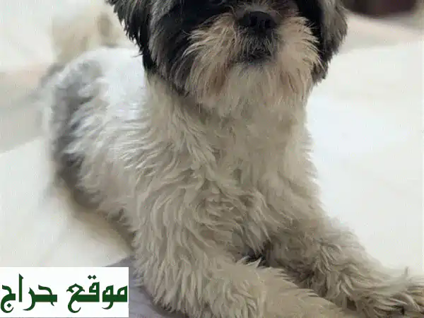 فرصة ذهبية للتبني: كلبة شي تزو أنثى ودودة ومحبة | عمر سنة ونصف | رفيقة العمر المثالية! 2
