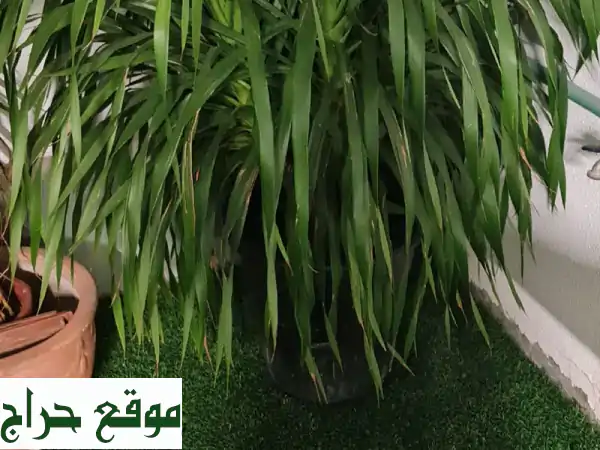 زريعة خضروات جاهزة: 500 شتلة كبيرة لإنتاج وفير في حديقتك! 3