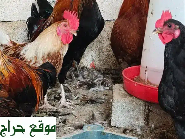 أفضل دجاج للبيع 🐔 طازج وصحي مباشرة من مزرعتنا - جودة لا تُضاهى! 3