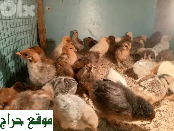 فرصتك الذهبية! صيصان بلدي، براكل، تركي (عمر أسبوع) للبيع في صور - فقسة جديدة! 2