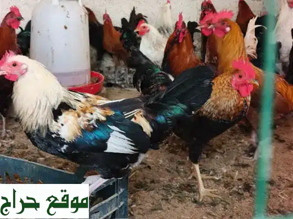 أفضل دجاج للبيع 🐔 طازج وصحي مباشرة من مزرعتنا - جودة لا تُضاهى! 2